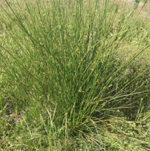 Juncus sp. at Griffith, ACT - 8 Nov 2020