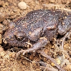Uperoleia laevigata (Smooth Toadlet) at The Pinnacle - 1 Oct 2021 by trevorpreston