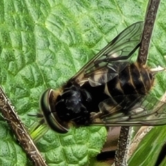 Dasybasis sp. (genus) at Hawker, ACT - 1 Oct 2021