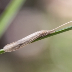 Leptoceridae sp. (family) (Long-horned caddisfly) at Stranger Pond - 1 Oct 2021 by SWishart