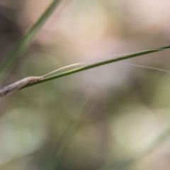 Leptoceridae sp. (family) at Bonython, ACT - 1 Oct 2021