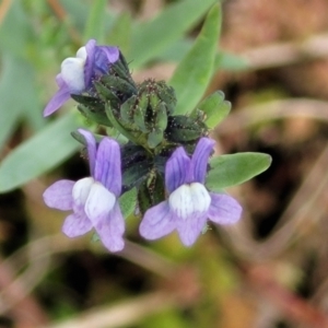 Linaria arvensis at Hawker, ACT - 1 Oct 2021 12:39 PM