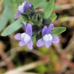 Linaria arvensis at Hawker, ACT - 1 Oct 2021 12:39 PM