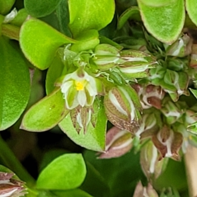 Polycarpon tetraphyllum (Four-leaf Allseed) at Hawker, ACT - 1 Oct 2021 by trevorpreston