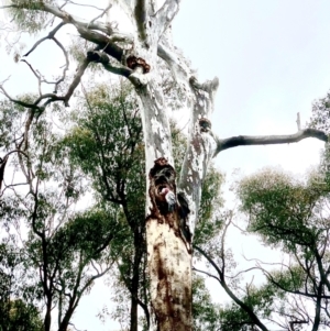 Eolophus roseicapilla at Bruce, ACT - 30 Sep 2021