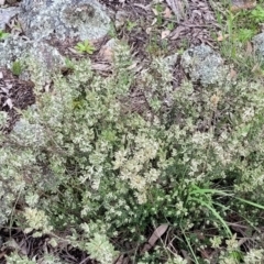 Brachyloma daphnoides at Hawker, ACT - 1 Oct 2021 12:43 PM