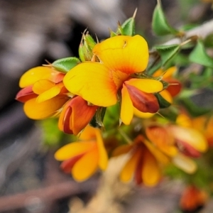 Pultenaea procumbens at Hawker, ACT - 1 Oct 2021 12:49 PM