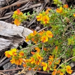 Pultenaea procumbens at Hawker, ACT - 1 Oct 2021 12:49 PM