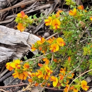 Pultenaea procumbens at Hawker, ACT - 1 Oct 2021 12:49 PM