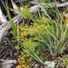 Pultenaea procumbens at Hawker, ACT - 1 Oct 2021 12:49 PM