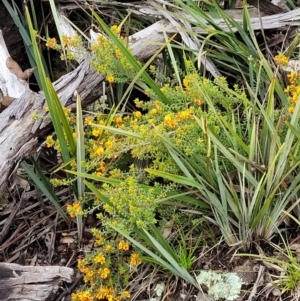 Pultenaea procumbens at Hawker, ACT - 1 Oct 2021 12:49 PM