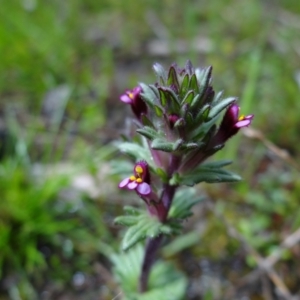 Parentucellia latifolia at Symonston, ACT - 1 Oct 2021