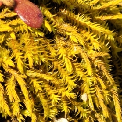 Triquetrella (A trailing moss) at The Pinnacle - 1 Oct 2021 by tpreston