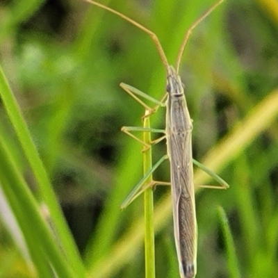 Mutusca brevicornis (A broad-headed bug) at The Pinnacle - 1 Oct 2021 by tpreston