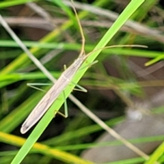 Mutusca brevicornis at Hawker, ACT - 1 Oct 2021 11:51 AM