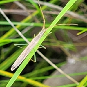 Mutusca brevicornis at Hawker, ACT - 1 Oct 2021