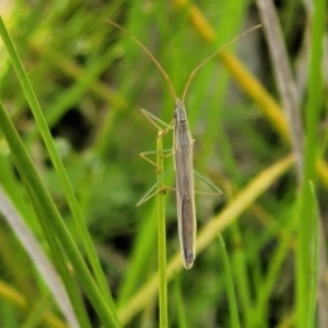 Mutusca brevicornis at Hawker, ACT - 1 Oct 2021 11:51 AM