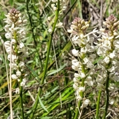 Stackhousia monogyna (Creamy Candles) at The Pinnacle - 1 Oct 2021 by tpreston