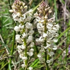 Stackhousia monogyna at Hawker, ACT - 1 Oct 2021 11:54 AM