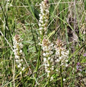 Stackhousia monogyna at Hawker, ACT - 1 Oct 2021