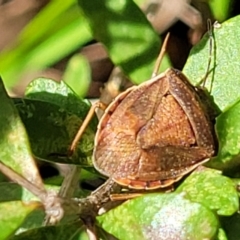 Dictyotus caenosus (Brown Shield Bug) at The Pinnacle - 1 Oct 2021 by tpreston