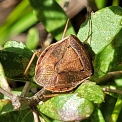 Dictyotus caenosus at Hawker, ACT - 1 Oct 2021