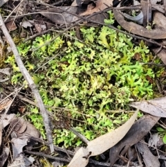 Cladia sp. (genus) at The Pinnacle - 1 Oct 2021 by trevorpreston