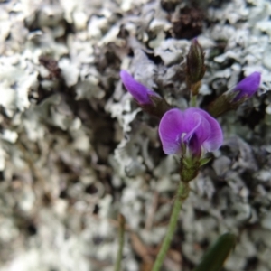 Glycine clandestina at Garran, ACT - 1 Oct 2021