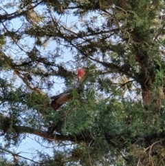 Callocephalon fimbriatum (Gang-gang Cockatoo) at Curtin, ACT - 28 Sep 2021 by localCRACE