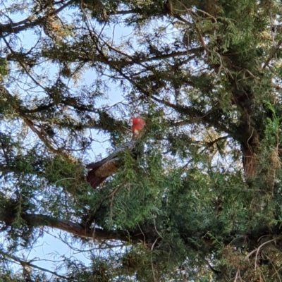 Callocephalon fimbriatum (Gang-gang Cockatoo) at Curtin, ACT - 28 Sep 2021 by localCRACE