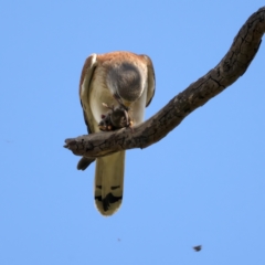 Falco cenchroides (Nankeen Kestrel) at Pialligo, ACT - 28 Sep 2021 by jb2602