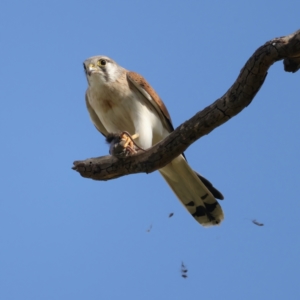 Falco cenchroides at Pialligo, ACT - suppressed