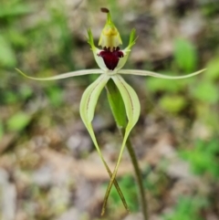 Caladenia atrovespa at Coree, ACT - 1 Oct 2021