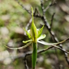 Caladenia atrovespa at Coree, ACT - 1 Oct 2021