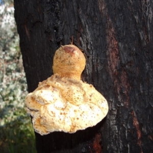 Laetiporus portentosus at Tennent, ACT - 15 Jun 2021 10:41 AM