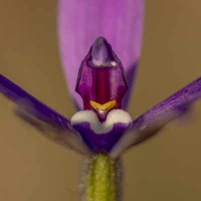 Glossodia major (Wax Lip Orchid) at Bonner, ACT - 26 Sep 2021 by trevsci