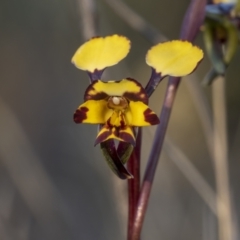 Diuris pardina (Leopard Doubletail) at Bonner, ACT - 25 Sep 2021 by trevsci