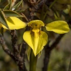 Diuris chryseopsis (Golden Moth) at Bonner, ACT - 26 Sep 2021 by trevsci