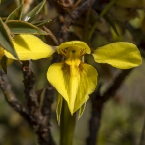 Diuris chryseopsis at Bonner, ACT - suppressed