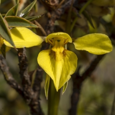Diuris chryseopsis (Golden Moth) at Bonner, ACT - 26 Sep 2021 by trevsci