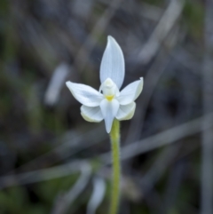 Glossodia major (Wax Lip Orchid) at Bonner, ACT - 25 Sep 2021 by trevsci