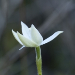 Glossodia major at Bonner, ACT - 26 Sep 2021