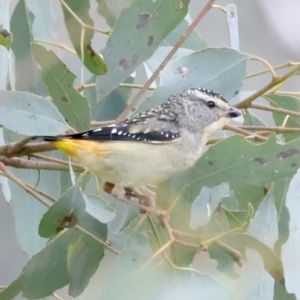 Pardalotus punctatus at Majura, ACT - 28 Sep 2021