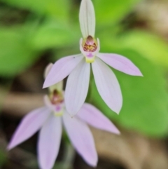 Caladenia carnea at Coree, ACT - 1 Oct 2021