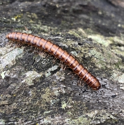 Paradoxosomatidae sp. (family) (Millipede) at Jerrabomberra, NSW - 1 Oct 2021 by Steve_Bok