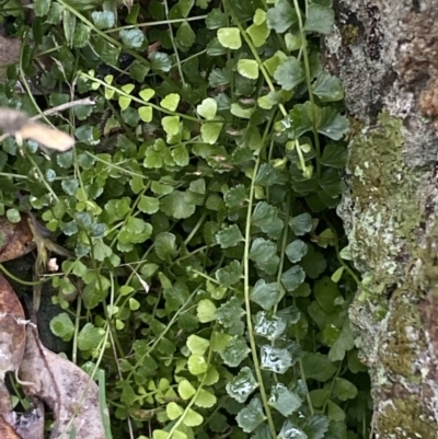 Asplenium flabellifolium (Necklace Fern) at Jerrabomberra, NSW - 1 Oct 2021 by SteveBorkowskis