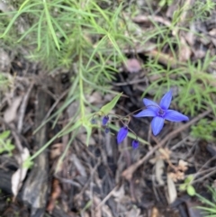 Stypandra glauca at Jerrabomberra, NSW - 1 Oct 2021