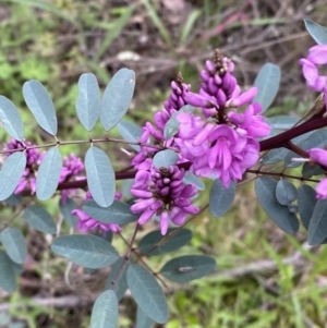 Indigofera australis subsp. australis at Jerrabomberra, NSW - 1 Oct 2021