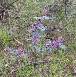 Indigofera australis subsp. australis at Jerrabomberra, NSW - 1 Oct 2021 02:25 PM