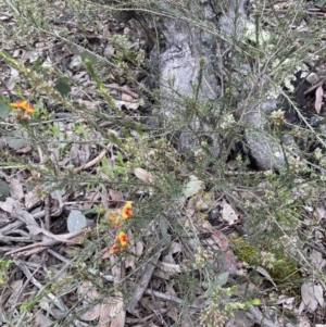 Dillwynia sericea at Jerrabomberra, NSW - 1 Oct 2021